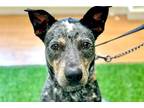 Adopt Manicotti a Merle Mixed Breed (Medium) / Mixed dog in Chicago
