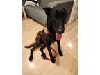 Adopt Marche a Black - with White Belgian Malinois / Mixed dog in San Jose