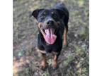 Adopt Presley a Black - with Brown, Red, Golden, Orange or Chestnut Rottweiler /