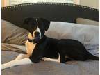 Adopt Roxy a Black - with White Whippet / Mixed dog in Birmingham, AL (41467031)
