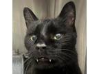 Adopt Londonderry a Black (Mostly) Domestic Shorthair (short coat) cat in