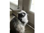 Adopt Sky a Gray or Blue Persian / Mixed (long coat) cat in Denton