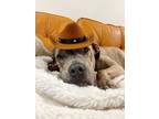 Adopt Grandpa Joe "Tex" a Brindle Pit Bull Terrier dog in Bellingham