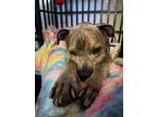 Adopt Grandpa Joe a Brindle Pit Bull Terrier dog in Bellingham, WA (41460204)
