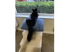 Adopt Ella a All Black Domestic Longhair / Mixed (long coat) cat in Palm Coast