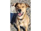 Adopt *ROGER a Labrador Retriever / Mixed dog in Fairbanks, AK (41464590)