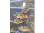 Adopt *ALLY a Fish reptile, amphibian, and/or fish in Fairbanks, AK (41464587)
