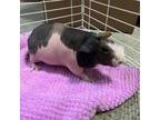 Adopt Miss Piggy a Guinea Pig