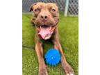 Adopt Fizzy a Brown/Chocolate Mixed Breed (Large) / Mixed dog in Baltimore