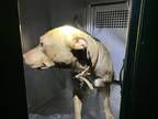 Adopt Reya a Tan/Yellow/Fawn American Pit Bull Terrier / Mixed Breed (Medium) /