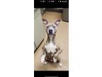 Adopt Pebbles a Pit Bull Terrier