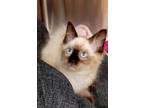 Adopt Sashimi a Cream or Ivory Siamese / Domestic Shorthair / Mixed cat in