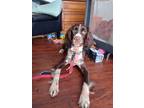 Adopt Odie a Brown/Chocolate - with White English Springer Spaniel / Mixed dog