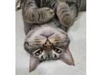 Adopt LOADERS a Brown Tabby Tabby (short coat) cat in Pensacola, FL (41304680)