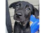 Adopt Ethyl a German Shepherd Dog, Black Labrador Retriever