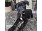 Adopt Lucy a German Shepherd Dog, Black Labrador Retriever