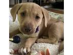 Adopt Sophie (Warsaw pup)_2 a Labrador Retriever, Basset Hound