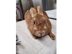 Adopt *MARIGOLD a Other/Unknown / Mixed (medium coat) rabbit in Fairbanks