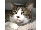 Adopt Daryl a Domestic Shorthair / Mixed cat in Bracebridge, ON (41463575)