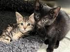 Adopt P.J. a All Black Domestic Mediumhair / Mixed (medium coat) cat in Tustin