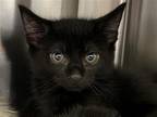 Adopt BEAR a All Black Domestic Mediumhair / Mixed (medium coat) cat in Tustin