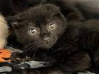 Adopt RIVER a All Black Domestic Mediumhair / Mixed (medium coat) cat in Tustin
