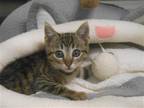 Adopt NORBERT a Brown or Chocolate Domestic Mediumhair / Mixed (medium coat) cat