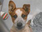 Adopt HARVEY a Red/Golden/Orange/Chestnut Australian Cattle Dog / Mixed dog in