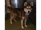 Adopt Jax a Siberian Husky / Mixed dog in Raleigh, NC (41463554)