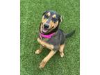 Adopt Baked Beans a Black Mixed Breed (Large) / Mixed dog in Baltimore