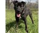 Adopt Skid a Brindle - with White Dutch Shepherd / Plott Hound / Mixed dog in