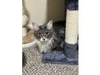 Adopt Charely a Gray or Blue Domestic Longhair / Mixed (long coat) cat in