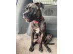 Adopt Agnes a Pit Bull Terrier