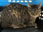 Adopt Blue a Domestic Shorthair / Mixed cat in Burlington, KY (41463473)