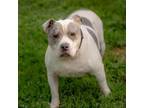 Adopt Zoey a Pit Bull Terrier