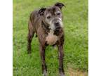 Adopt Chelee (Pronounced SHAY-LEE) a Boxer, Pit Bull Terrier