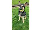 Adopt Atlas a Black - with Tan, Yellow or Fawn German Shepherd Dog / Mixed dog