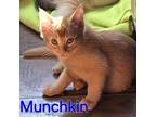 Adopt Munchkin a Domestic Short Hair