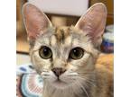 Adopt Cedar a Tan or Fawn Tabby Domestic Shorthair (short coat) cat in Crystal