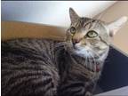Adopt Lior a Brown Tabby Tabby / Mixed (medium coat) cat in Indianapolis