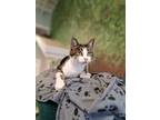 Adopt Hattie Hummus a Domestic Short Hair