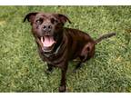 Adopt El a Black Rottweiler / Pit Bull Terrier / Mixed dog in Austin