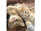 Adopt Sunrise a Orange or Red Domestic Shorthair / Mixed (short coat) cat in
