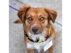 Adopt Susie Q a Spaniel (Unknown Type) / Golden Retriever / Mixed dog in San