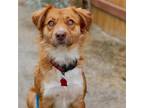 Adopt Susie Q a Spaniel (Unknown Type) / Border Collie / Mixed dog in San Diego