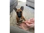 Adopt Bee a Brown/Chocolate German Shepherd Dog / Mutt / Mixed dog in Arlington