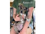 Adopt Katara a Beagle, Mixed Breed