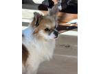 Adopt Monty a Tricolor (Tan/Brown & Black & White) Corgi / Papillon / Mixed dog