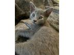 Adopt Doc a Gray or Blue Domestic Shorthair / Mixed (short coat) cat in Seal