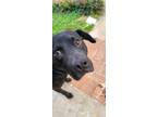 Adopt Buddy a Black Labrador Retriever / Mutt / Mixed dog in Winston Salem